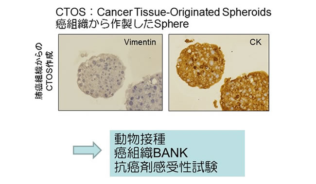 CTOS:Cancer Tissue-Originated Spheroids癌組織から作製したSphere