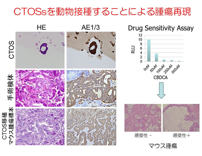 CTOSsを動物接種することによる腫瘍再現